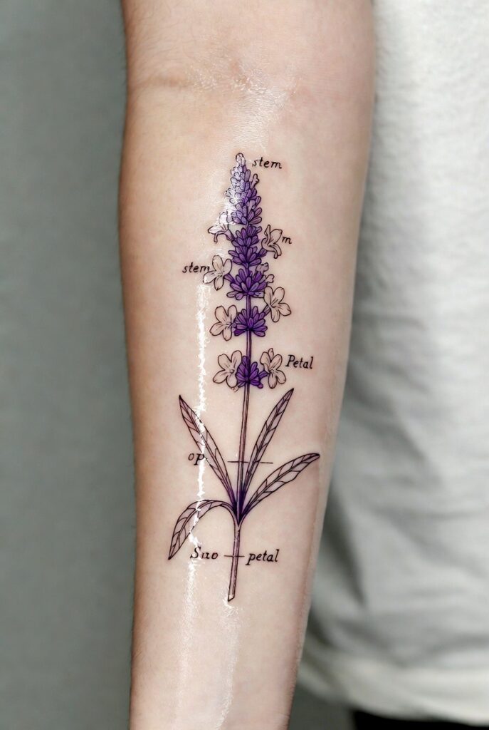 Lavender Field Landscape